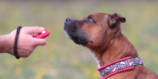 How to teach a puppy its 2024 name without treats